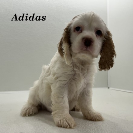 puppy, for, sale, Cocker Spaniel, Joe & Cherri  Overlease, dog, breeder, Miller, MO, dog-breeder, puppy-for-sale, forsale, nearby, find, puppyfind, locator, puppylocator, aca